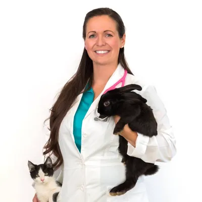dochollypetvet.com's icon