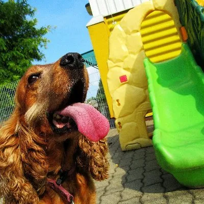 dogmopolite.hu's icon