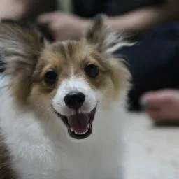 dogntreats.com's icon