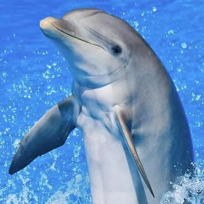 dolphins-world.com's icon