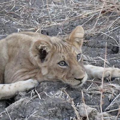 donatetowildlifeconservation.com's icon