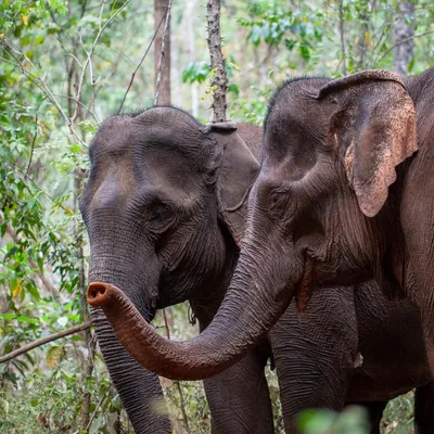 elephantvalleyproject.org's icon