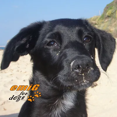 emig4dogs.com's icon