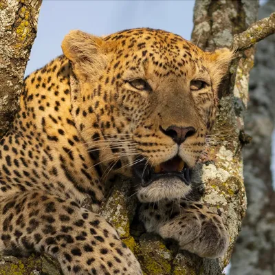 encloseafricasafaris.com's icon