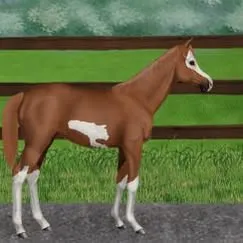 equine-ranch.com's icon