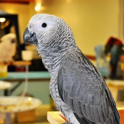 exoticbirdmart.com's icon
