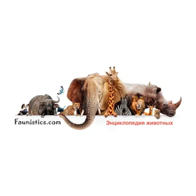 faunistics.com's icon