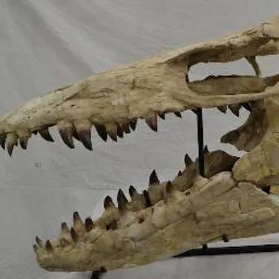 fossilshack.com's icon
