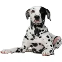 Freshfetch Pet Foods logo