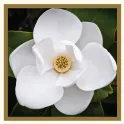 freyfinebooks.com's icon