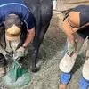 frontrangefarrierservices.com's icon