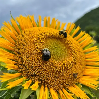 fruitionseeds.com's icon