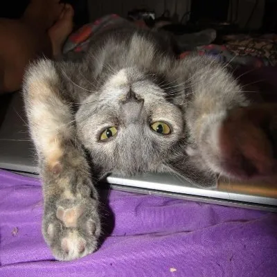 furangelsrs.com's icon