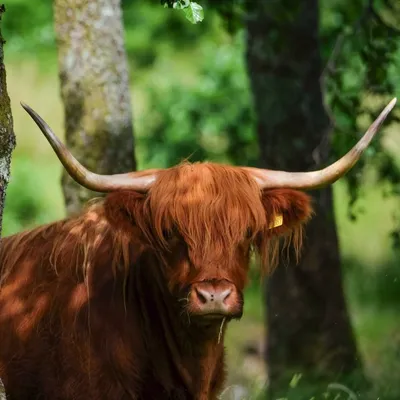 glen-nevis.co.uk's icon