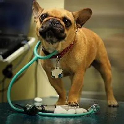 grandviewvets.com's icon