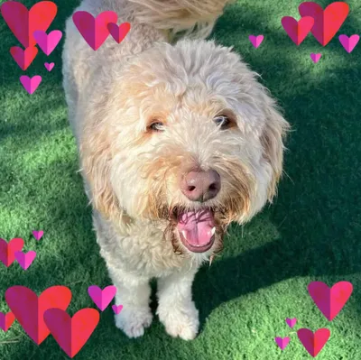 happydogsplayandstay.com's icon