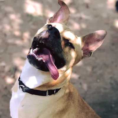 happymailmandogs.com's icon