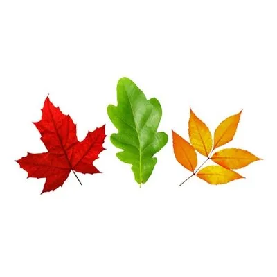 hardwoodinfo.com's icon