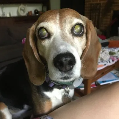 harmonicmama.com's icon