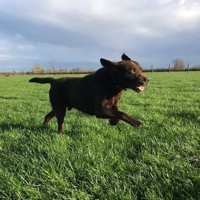 harringtondogfield.com's icon