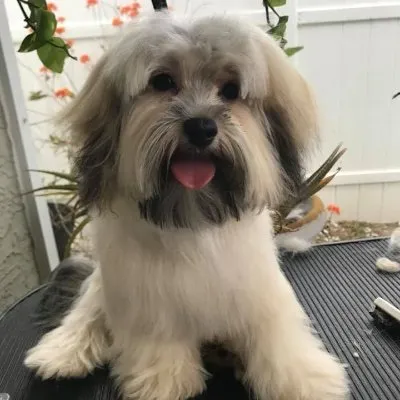 havaneserescue.com's icon