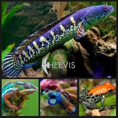 heevis.nl's icon