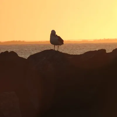 hgibbsmarine.com's icon
