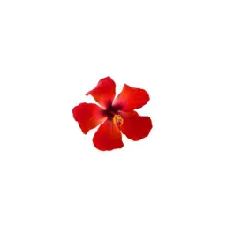hibiscusbeachhouse.com's icon