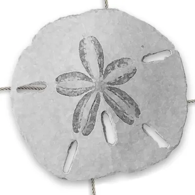 hiddencoasthomes.com's icon