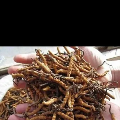 himalayanherbs.net's icon