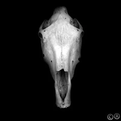 horseskull.com's icon