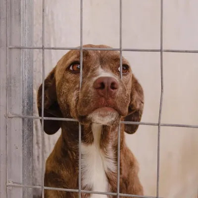 hundegarten-serres.de's icon
