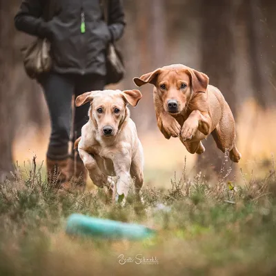 hundepraxis.com's icon