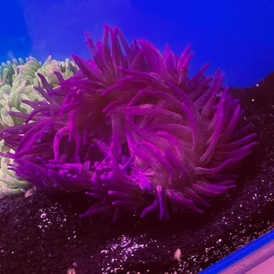 infinityreefs.com's icon