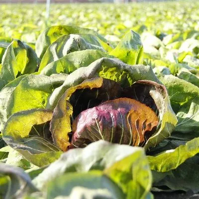 jmarchinifarms.com's icon