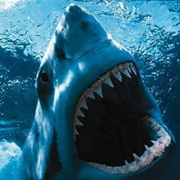 jtssharksteeth.com's icon