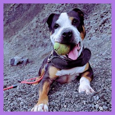 k9tenerife.eu's icon
