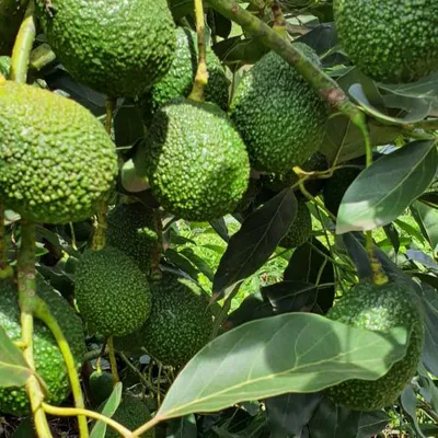 karakutafarm.co.ke's icon