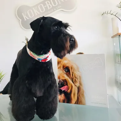 koko-bone.com's icon