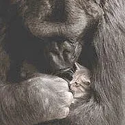 koko.org's icon