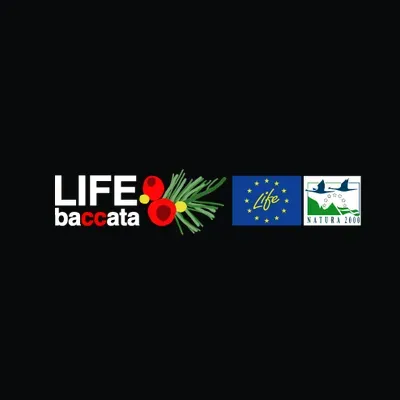 LIFE baccata's icon