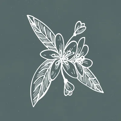 limetreehotel.co.uk's icon