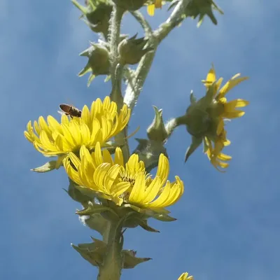 luriegarden.org's icon