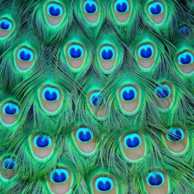 lushfabric.com's icon