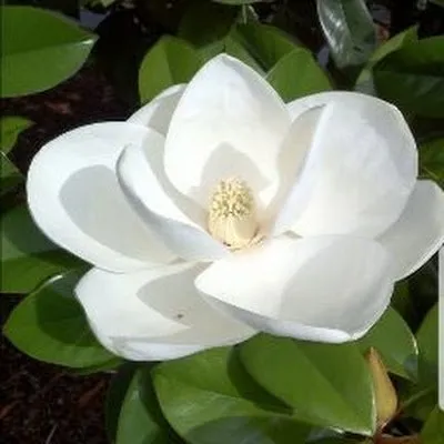 magnoliastays.com's icon