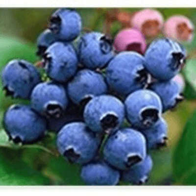Mamakublue