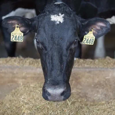 mccartyfamilyfarms.com's icon