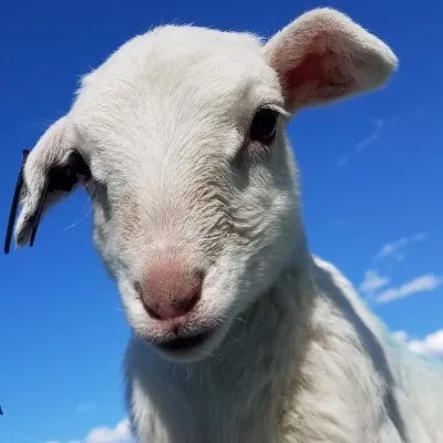 melwoodfarm.com's icon