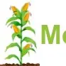 mes-bio-objets.fr's icon