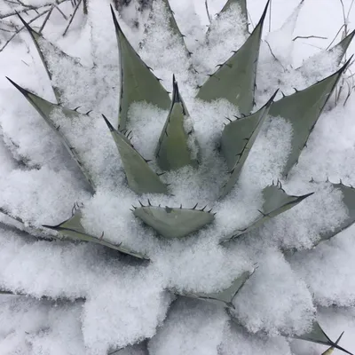 mesagarden.com's icon